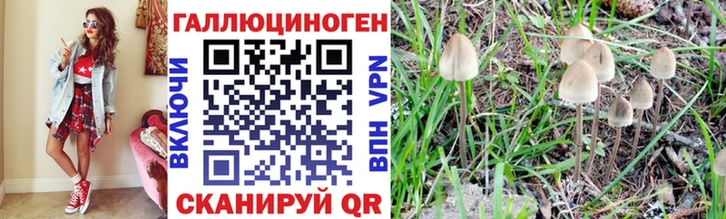 Псилоцибиновые грибы Psilocybe  Белокуриха 